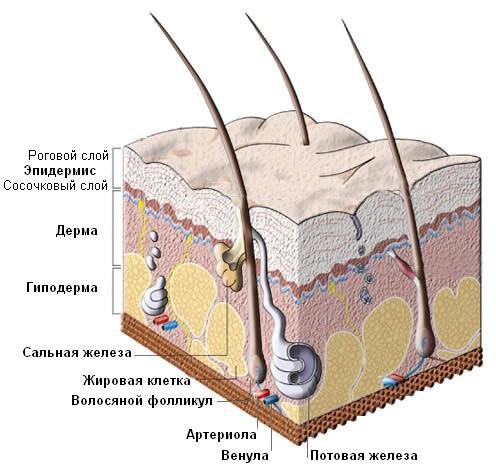 Строение кожи