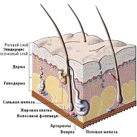 Строение кожи